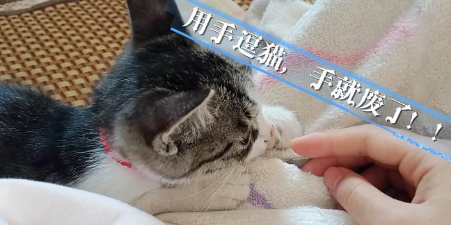 玩转逗猫棒，给你的猫咪带来新乐趣！（以灵猫传小花园逗猫逗猫棒使用方法介绍）