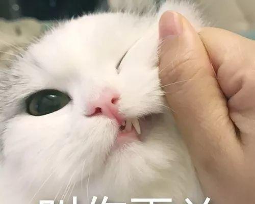 以灵猫传英凶凶（揭秘灵猫传英凶凶游戏中的猫咪英凶凶鉴系统）