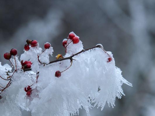 绝对演绎雪花的获取方法？如何快速收集？